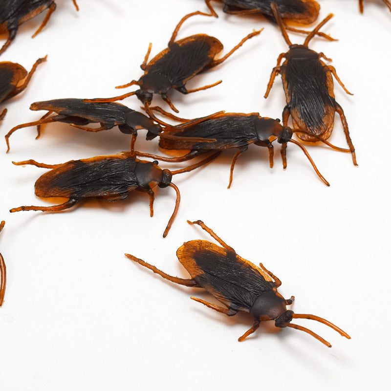 Close-up of cockroaches on a white background