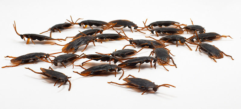 Group of cockroaches on a white background