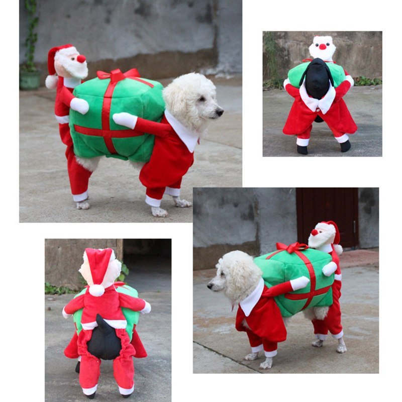 Dog wearing a festive costume with a green present and red Santa outfit.