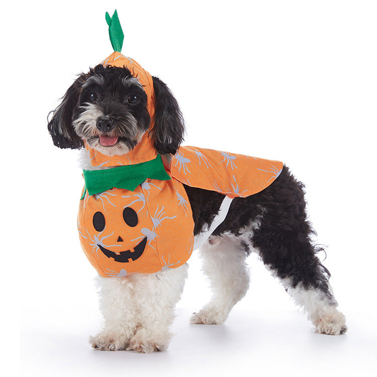 Dog wearing a Halloween pumpkin costume on a white background