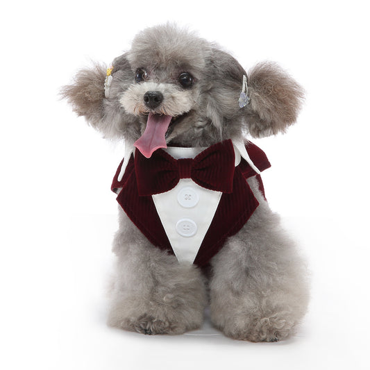 Small dog wearing a red velvet suit with a bow tie on a white background