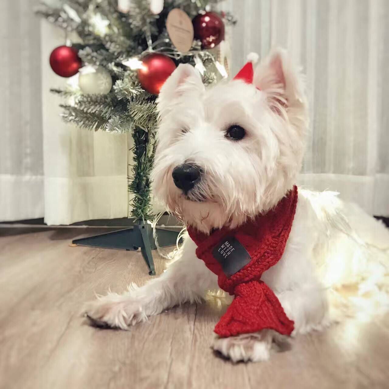 White dog wearing a red scarf in front of a decorated Christmas tree.